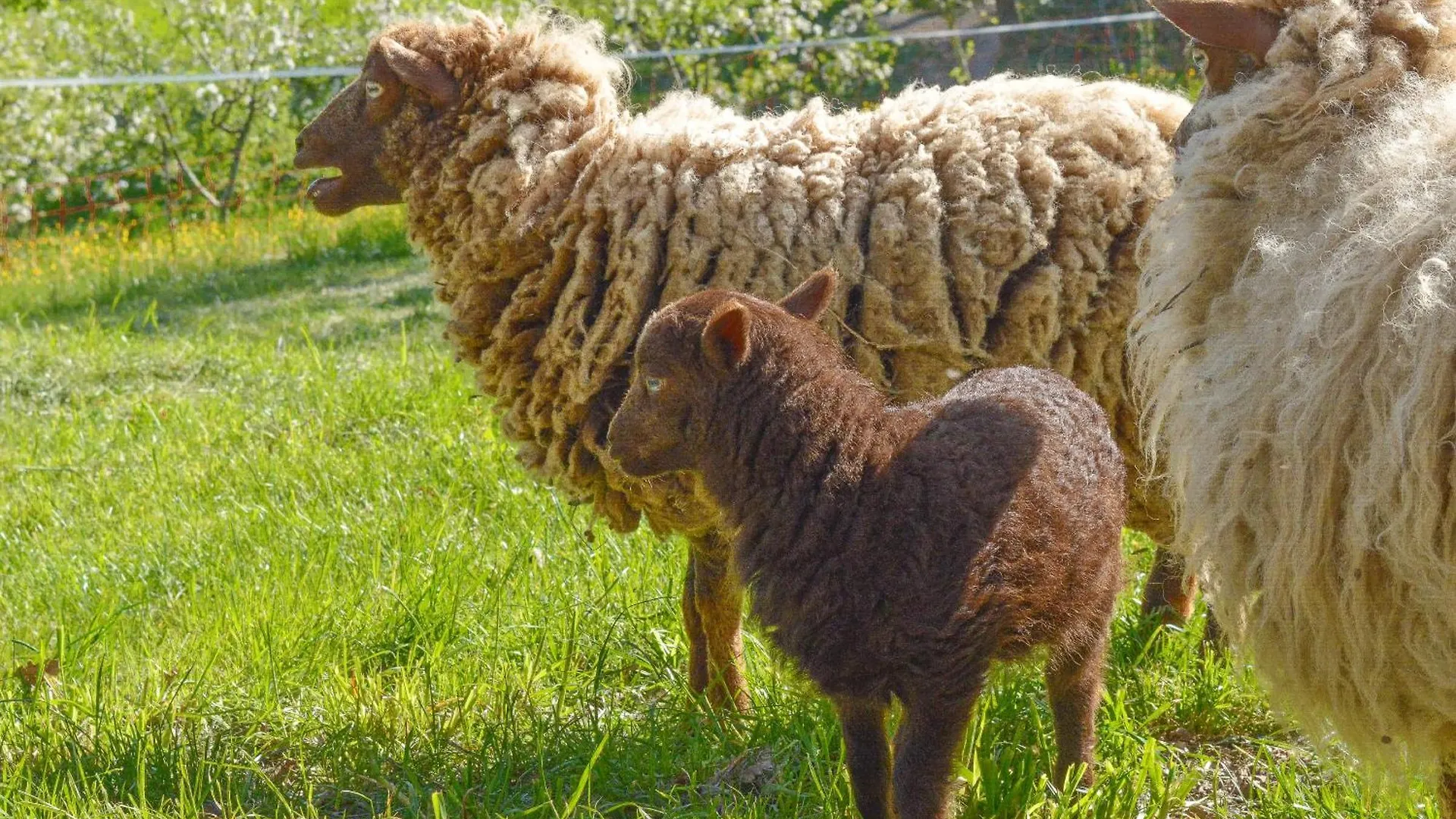 Alloggio per agriturismo Agriturismo Vezzano Chiusi della Verna